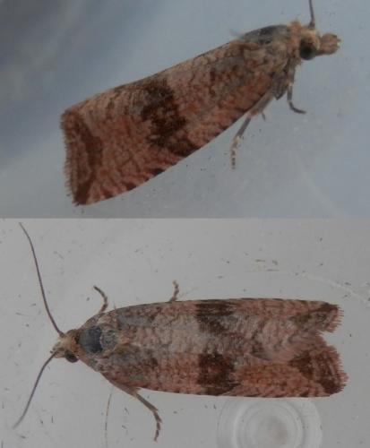 Réf. 170 545 : Celypha striana