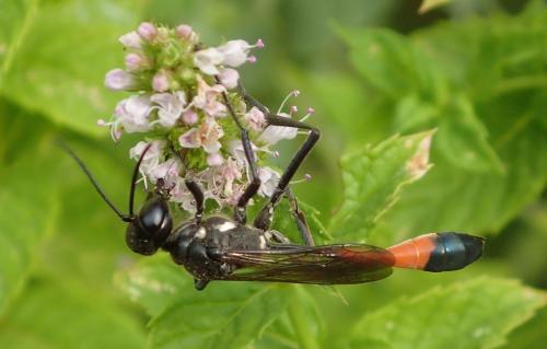 Ammophila sabulosa