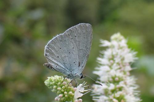 Celastrina argiolus