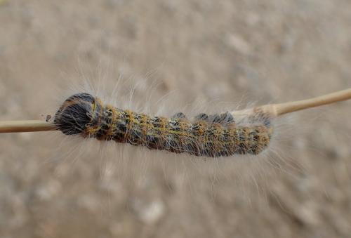 Phalera bucephala