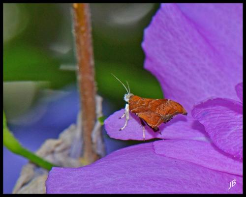 Réf. 170 282 : Choreutis nemorana