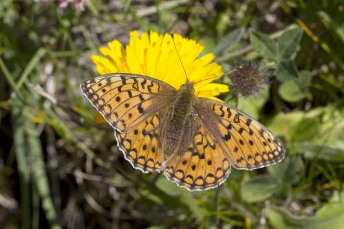 Argynnis niobe