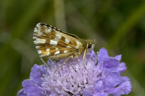Pyrgus sp.