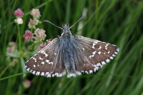 Réf. 170 759 : Pyrgus sp.