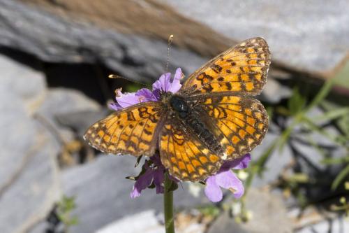 Réf. 170 489 : Melitaea phoebe