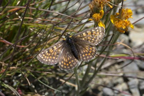 Melitaea varia