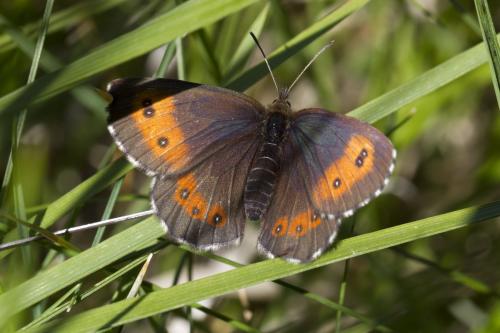 Réf. 170 810 : Erebia euryale