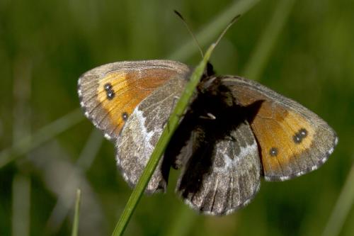 Réf. 170 864 : Erebia euryale