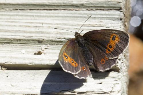 Réf. 170 812 : Erebia aethiops