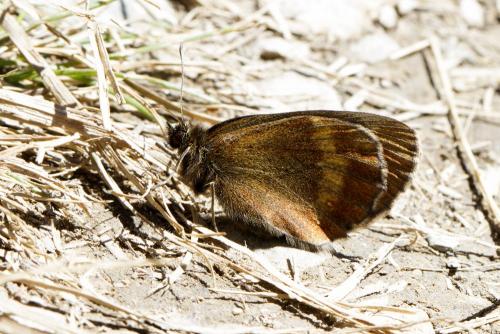 Erebia aethiops