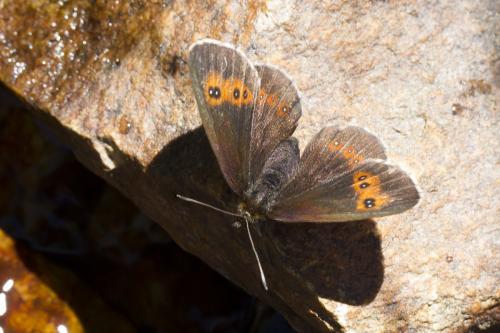 Erebia aethiops