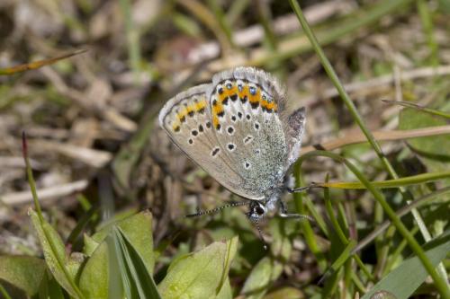 Réf. 170 495 : Plebejus idas