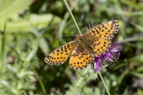 Boloria titania