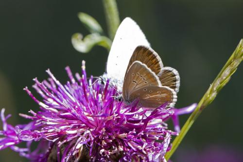 Aricia nicias