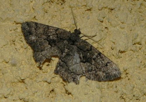 Réf. 170 355 : Peribatodes ilicaria