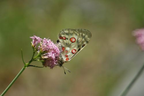 Réf. 170 411 : Parnassius phoebus