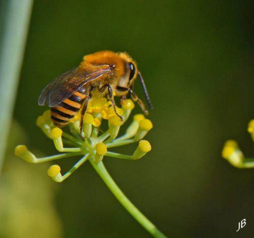 Réf. 170 340 : Colletes hederae