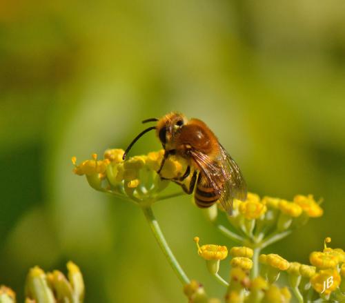 Colletes hederae