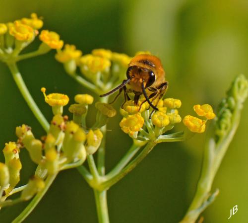 Colletes hederae
