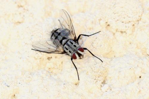 Billaea maritima