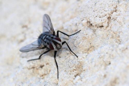Billaea maritima