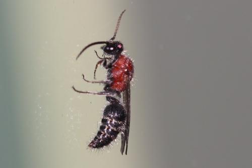 Smicromyrme sp.