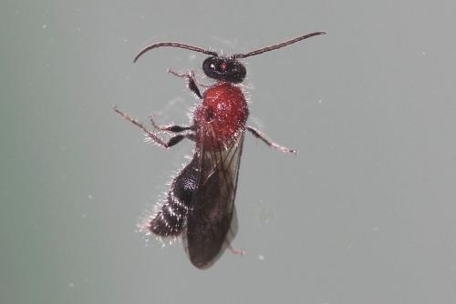 Smicromyrme sp.
