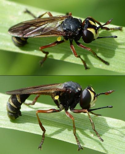 Réf. 170 041 : Physocephala rufipes