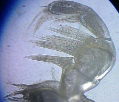 Réf. 170 962 : Sphaeroma serratum
