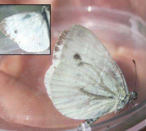 Pieris napi