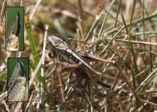Réf. 170 630 : Platycleis albopunctata