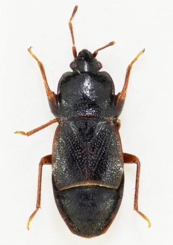 Réf. 170 632 : Plinthisus longicollis