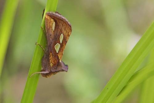 Plusia (festucae-putnami)
