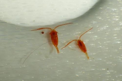 Réf. 170 567 : Diaptomus sp.