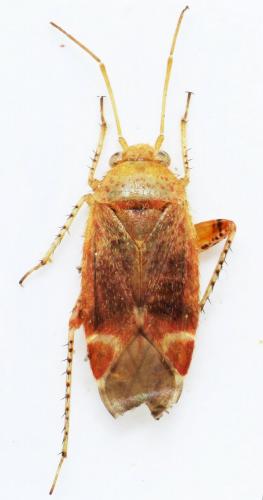 Psallus flavellus
