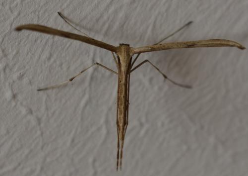 Emmelina monodactyla