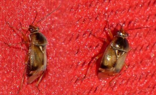 Réf. 170 488 : Deraeocoris serenus