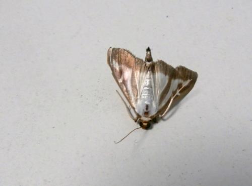 Cydalima perspectalis