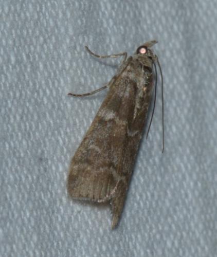 Réf. 170 660 : Dioryctria sp.