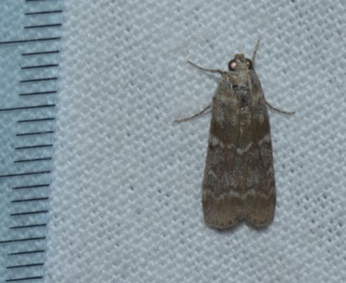 Réf. 170 659 : Dioryctria sp.