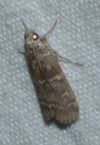 Réf. 170 654 : Dioryctria sp.