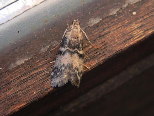 Réf. 170 884 : Euzophera pinguis