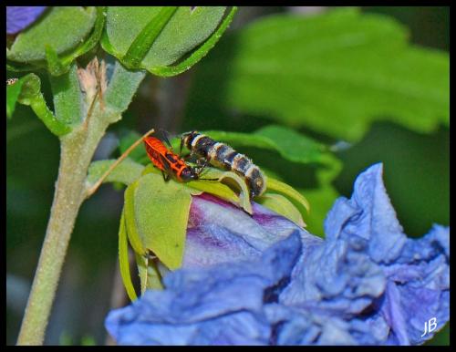 Réf. 170 371 : Pyrrhocoris apterus