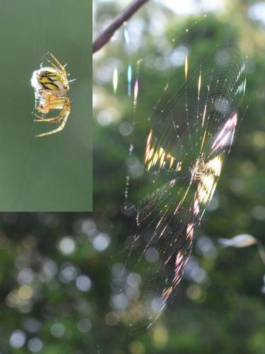 Mangora acalypha