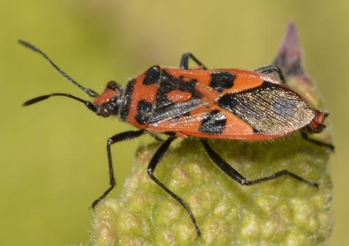 Corizus hyoscyami hyoscyami