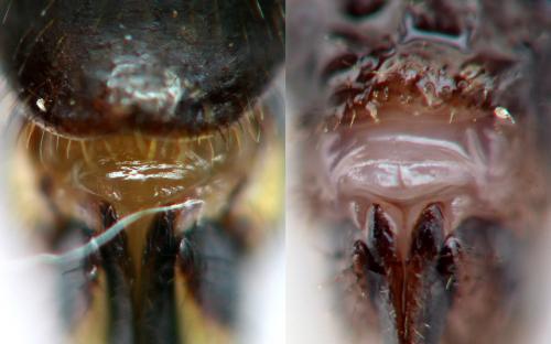 Phaeostigma notatum