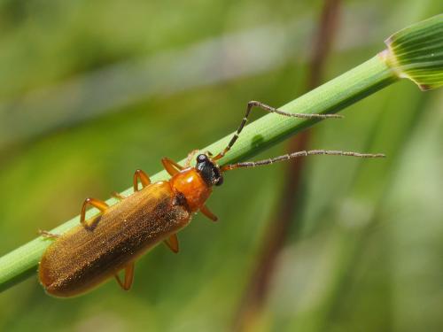 Réf. 170 332 : Rhagonycha nigriceps