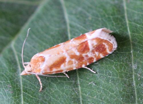 Rhyacionia pinicolana