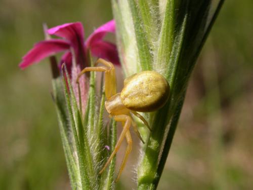 Réf. 170 578 : Runcinia grammica