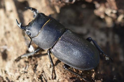 Réf. 170 535 : Dorcus parallelipipedus